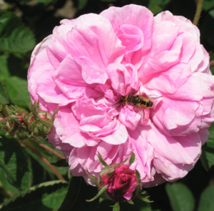 'Centifolia' Moss Rose